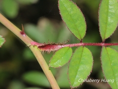 Rosa transmorrisonensis