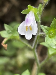 Mazus goodenifolius