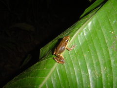 Lithobates warszewitschii