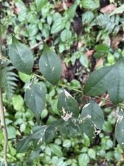 Zanthoxylum scandens