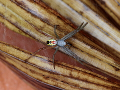 Cyrtophora cylindroides