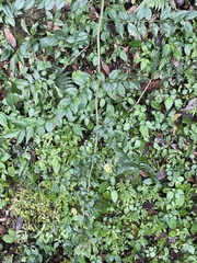 Zanthoxylum scandens