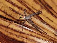 Cyrtophora cylindroides