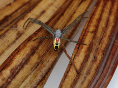 Cyrtophora cylindroides