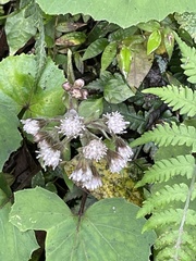 Petasites formosanus