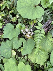 Petasites formosanus