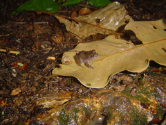 Craugastor megacephalus