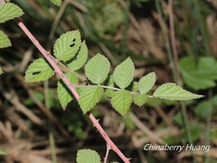Rubus incanus