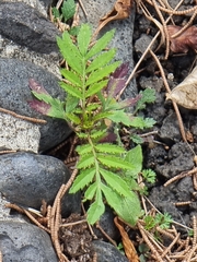 Tagetes
