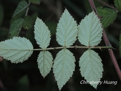 Rubus incanus