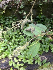 Persicaria chinensis