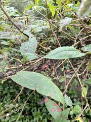 Persicaria chinensis