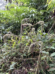 Persicaria chinensis
