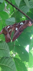 Attacus