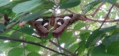 Attacus