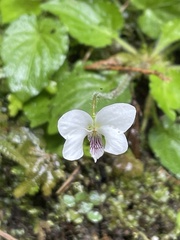 Viola adenothrix