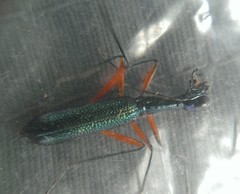 Neocollyris