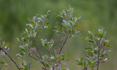 Salix sitchensis