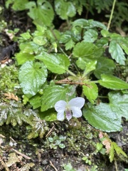 Viola adenothrix