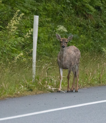 Odocoileus hemionus sitkensis