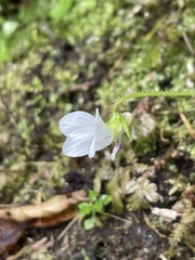 Viola adenothrix