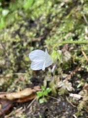 Viola adenothrix