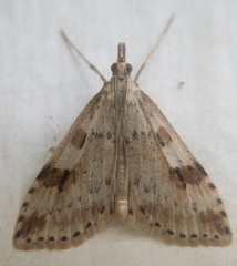 Udea washingtonalis