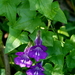 Purple Snapdragon Vine - Photo (c) Max Campbell, some rights reserved (CC BY), uploaded by Max Campbell
