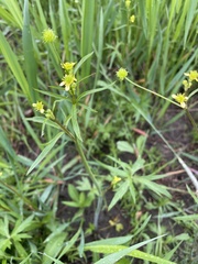 Ranunculus uncinatus