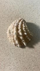 Arcinella cornuta