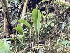 Calanthe arisanensis
