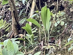 Calanthe arisanensis