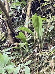 Calanthe arisanensis