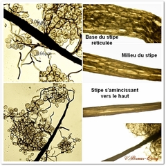 Paradiacheopsis rigida