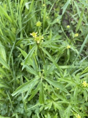 Ranunculus uncinatus