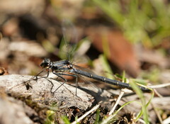 Austroargiolestes calcaris