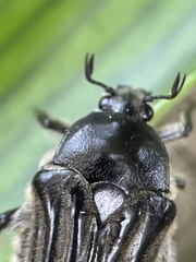 Trichaulax philipsii
