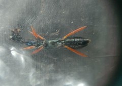 Neocollyris