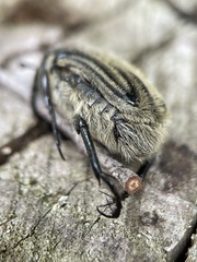 Trichaulax philipsii
