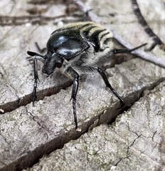 Trichaulax philipsii