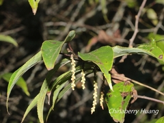 Stachyurus himalaicus