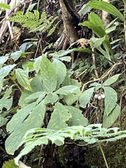 Rhynchotechum discolor