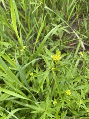 Ranunculus uncinatus