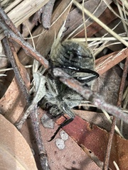 Trichaulax philipsii