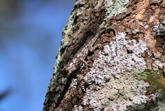 Sceloporus melanorhinus
