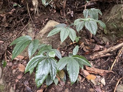 Arisaema grapsospadix