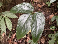 Arisaema grapsospadix