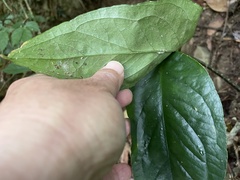 Arisaema grapsospadix