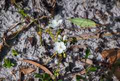 Drosera pallida