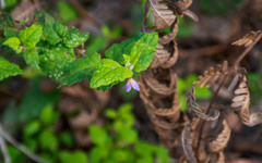 Tremandra stelligera